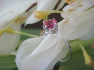 pinky23531563.jpg