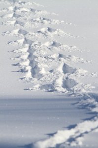 Big_Snow0007.jpg