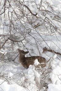 Big_Snow0003.jpg