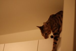 IMG_1008z.jpg