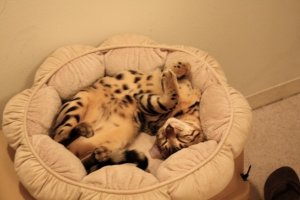 IMG_1120y.jpg