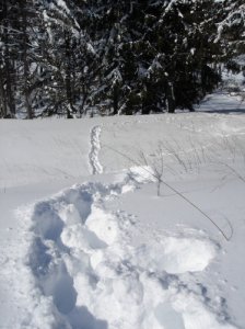 Big_Snow0001.jpg