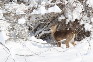 Big_Snow0011.jpg
