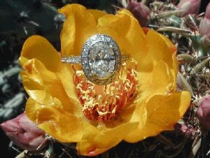 Ring on prickly pear bloom[1].JPG