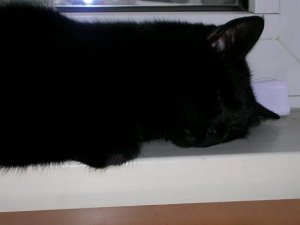 DSCN0461II.JPG