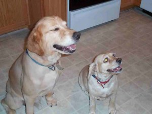 pups 2001.jpg
