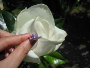 magnolia03.JPG