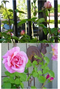 garden roses 2005 spring 2b.jpg