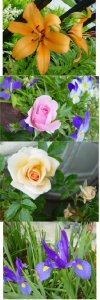 spring flowers second batch copye.jpg