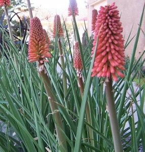 redhotpoker.JPG