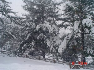 990999BLIZRD-3.jpg