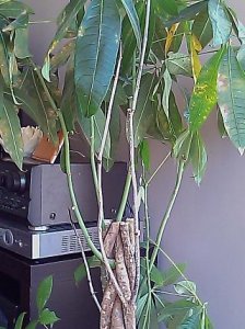 moneytree.jpg