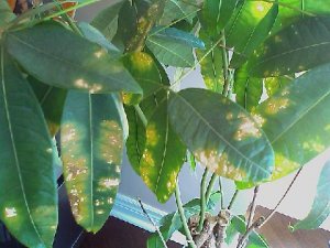 uglyleaves.jpg