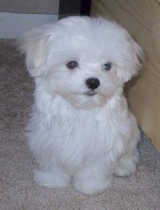 maltese1.jpg