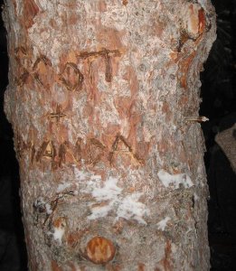 tree1.JPG