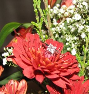 IMG_6390A.JPG