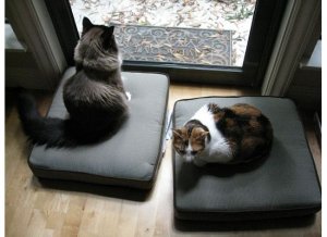 windowtriocats24.jpg