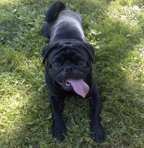 StanleyPug.jpg