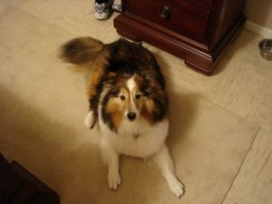 SarahSheltie.jpg
