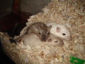 lf gerbils1.jpg