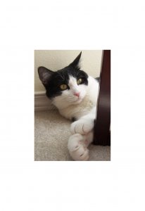 alertkitty.jpg