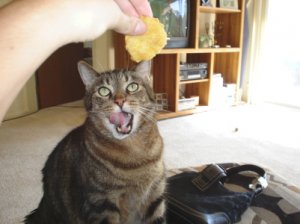 Ferris Lick McNugget.jpg