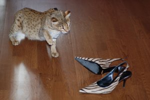 zoeandshoes2.jpg