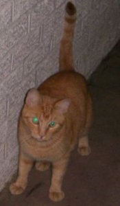 garfieldfacethecat.jpg