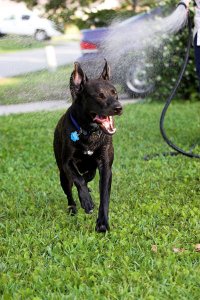 sprinklersquint.jpg