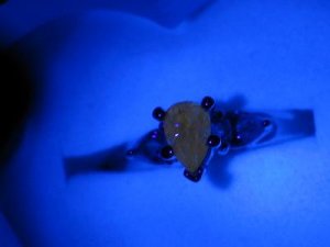 FDGGY Chameleon orange fluorescence2.jpg