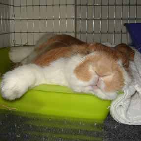 nappingb.jpg