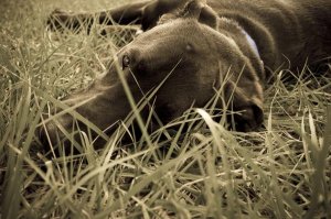 lazydoggy.jpg