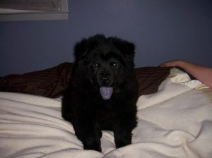 DOG Domenico 2.JPG