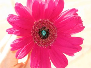 IMG_0887s.jpg