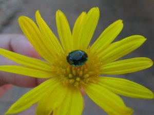 IMG_0863s.jpg