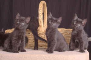 y2kittysiamese1.jpg