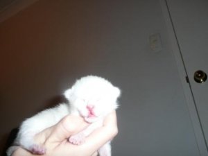 polarbear.JPG