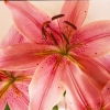 Tiger Lily Avatar1.jpg Tiger Lily Avatar1.jpg