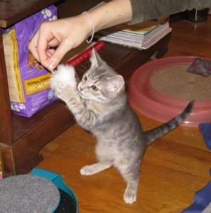 new kitten.jpg