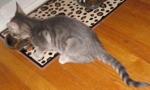 kitten3.jpg