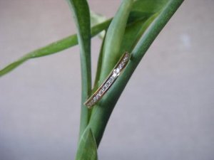 honeydt 10018.jpg