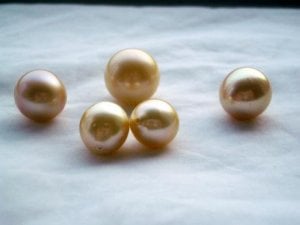 Golden SS Pearls.jpg