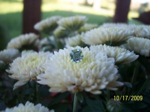 -2009-10-17 021.jpg