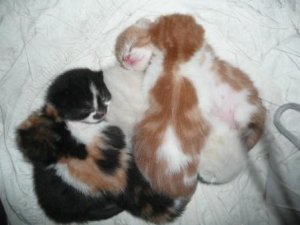 pileokittens.JPG