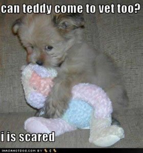 teddytovet.JPG