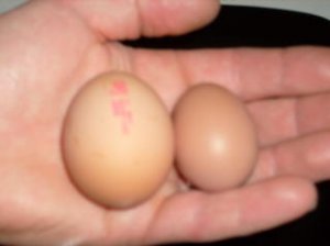 sizecomparisoneggies.jpg