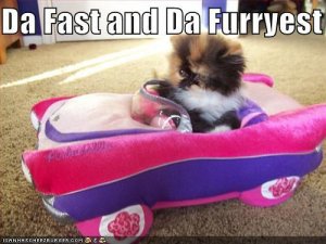 fastandfurryest.JPG