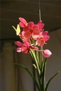 vanda2.jpg