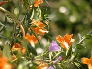 Mimulus.jpg