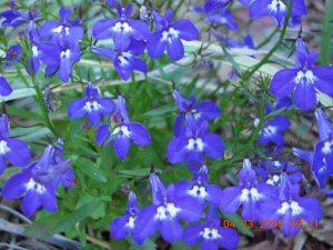 blueflowers.jpg